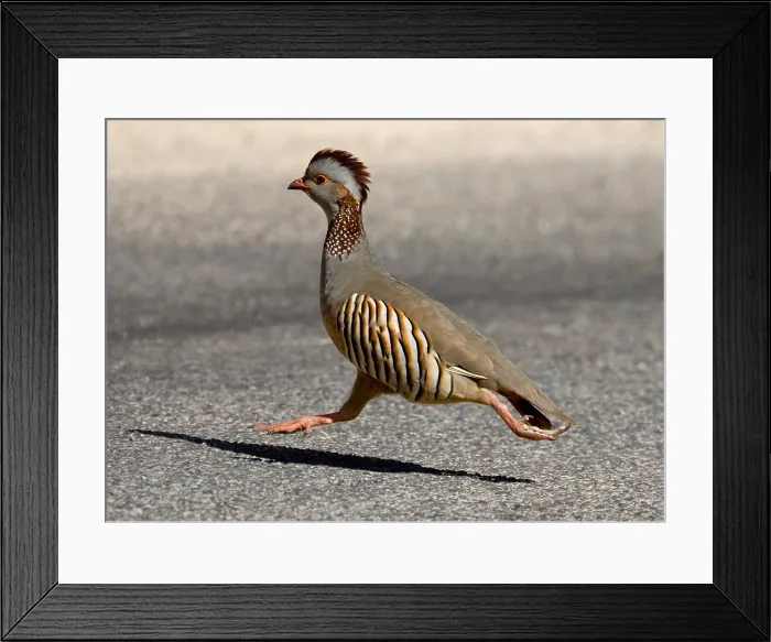 Framed Print : Barbarijse Patrijs, Barbary Partridge, Alectoris barbara