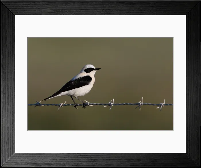 Framed Print : Western Black-eared Wheatear, Oenanthe hispanica