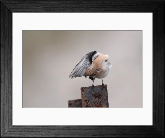 Framed Print : Western Black-eared Wheatear, Oenanthe hispanica