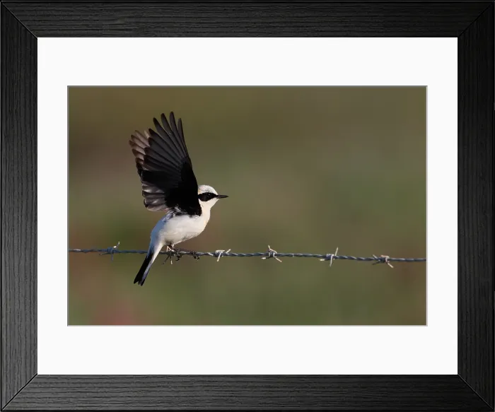 Framed Print : Western Black-eared Wheatear, Oenanthe hispanica