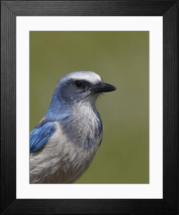 Framed Print : Florida Scrub-Jay, Aphelocoma coerulescens Framed Print : Florida Scrub-Jay, Aphelocoma coerulescens