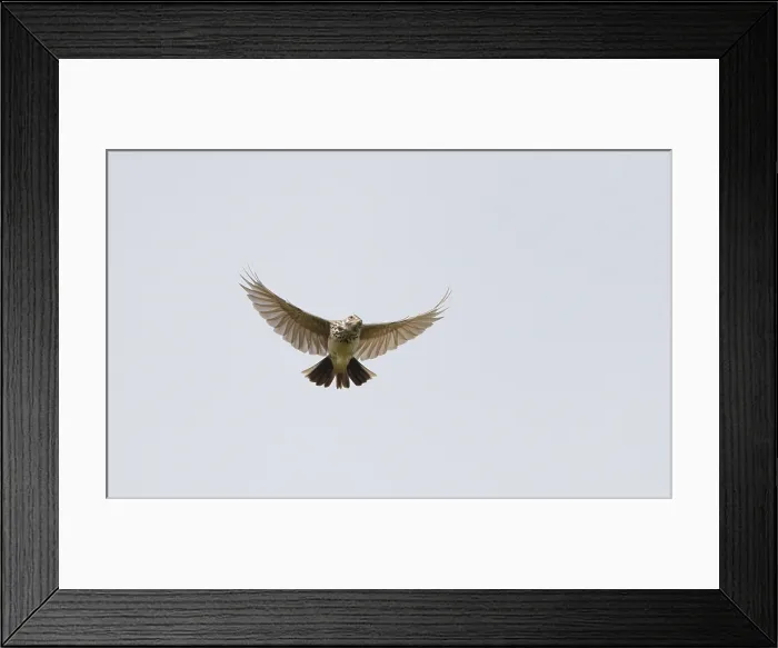 Framed Print : Thekla's Lark, Galerida theklae