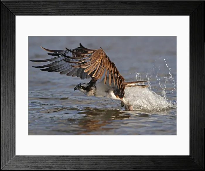 Framed Print : Visarend, Osprey, Pandion haliaetus Framed Print : Visarend, Osprey, Pandion haliaetus