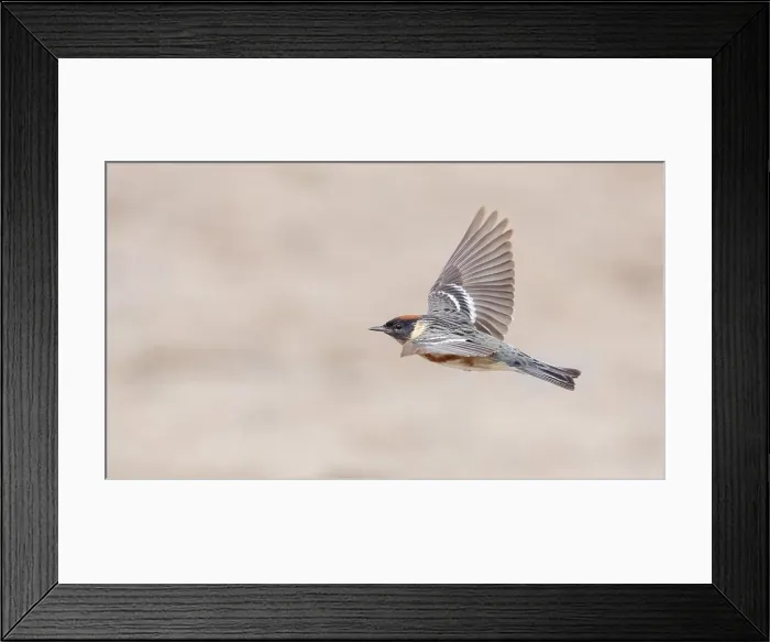 Framed Print : Bay-breasted Warbler, Setophaga castanea