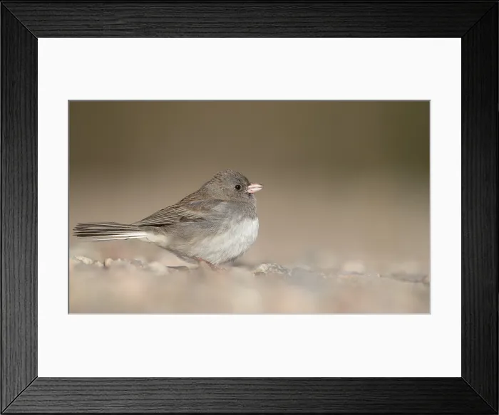 Framed Print : Dark-eyed Junco (Slate-colored), Junco hyemalis hyemalis / carolinensis