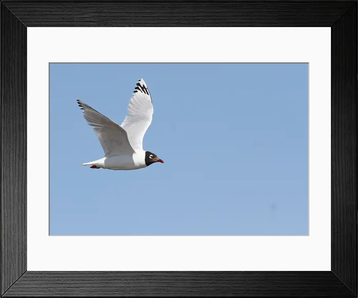 Framed Print : Relict Gull, Ichthyaetus relictus