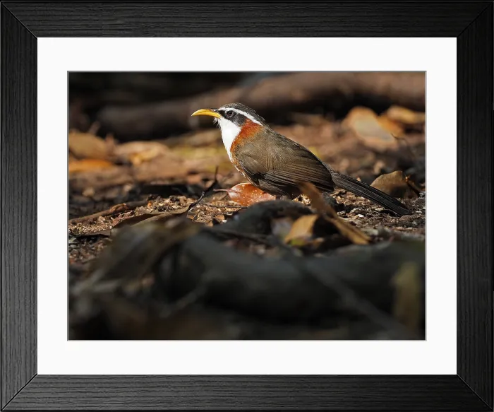 Framed Print : White-browed Scimitar Babbler, Pomatorhinus schisticeps