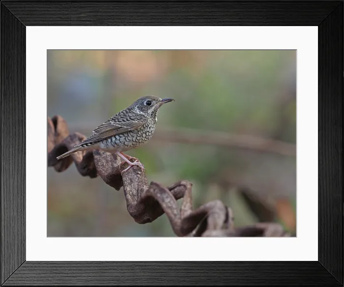Framed Print : White-throated Rock-thrush, Monticula gularis, female