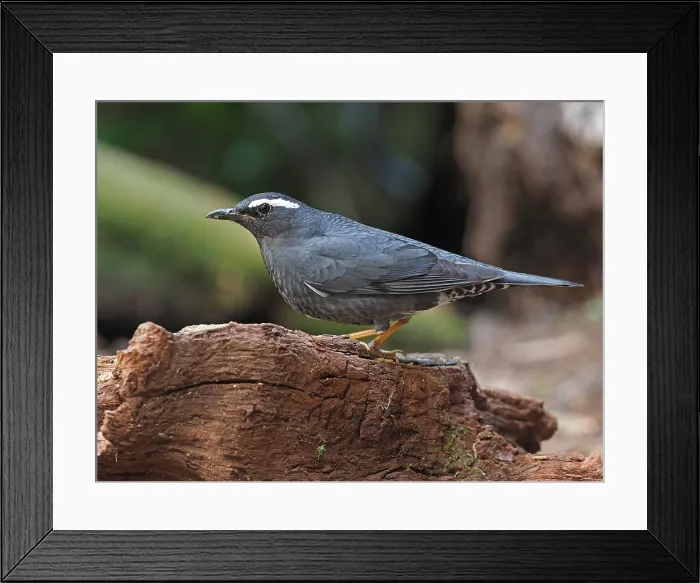 Framed Print : Siberian Thrush, Geokichla sibirica
