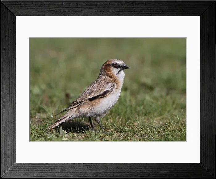 Framed Print : Rufous-necked Snowfinch, Pyrgilauda ruficollis