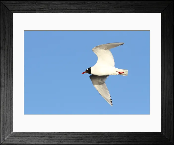 Framed Print : Relict Gull, Ichthyaetus relictus