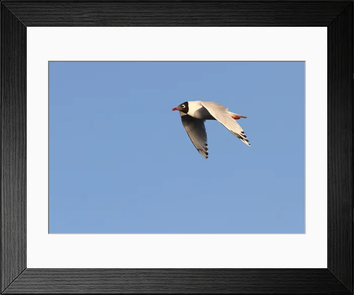 Framed Print : Relict Gull, Ichthyaetus relictus