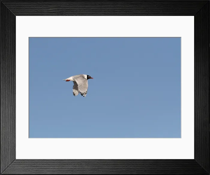 Framed Print : Relict Gull, Ichthyaetus relictus