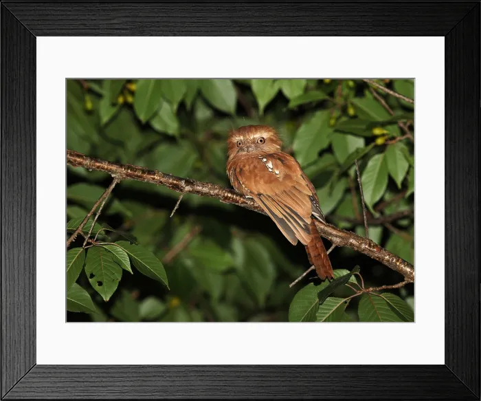 Framed Print : Hodgson's Frogmouth, Batrachostomus hodgsoni