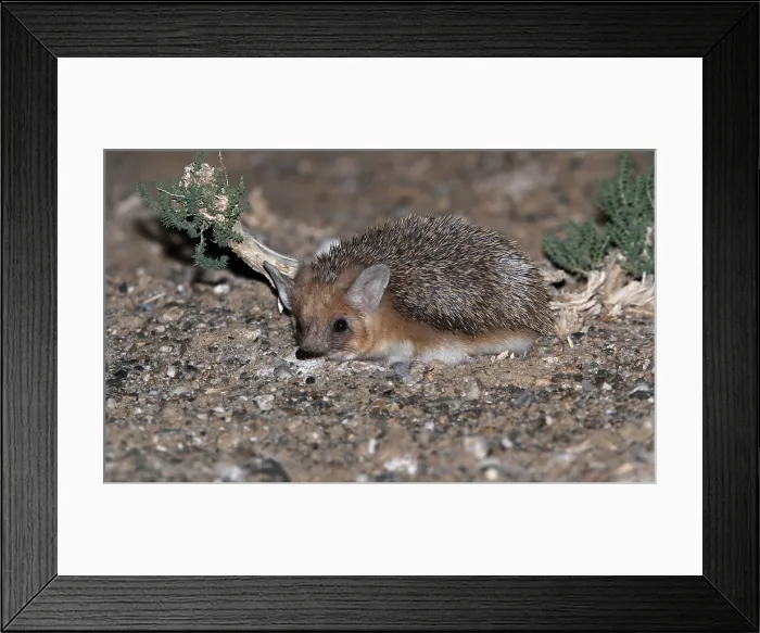 Framed Print : Long-eared Hedgehog, Hemiechinus auritus