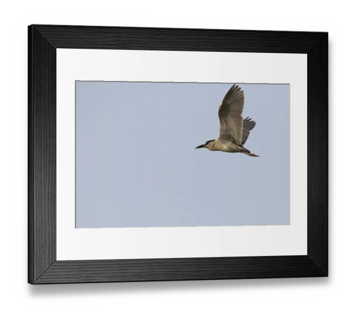 Framed Print : Kwak, Black-crowned Night Heron, Nycticorax nycticorax