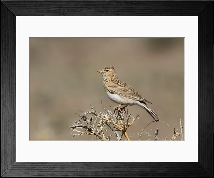 Framed Print : Mongoolse Kortteenleeuwerik, Asian Short-toed Lark, Alaudala che