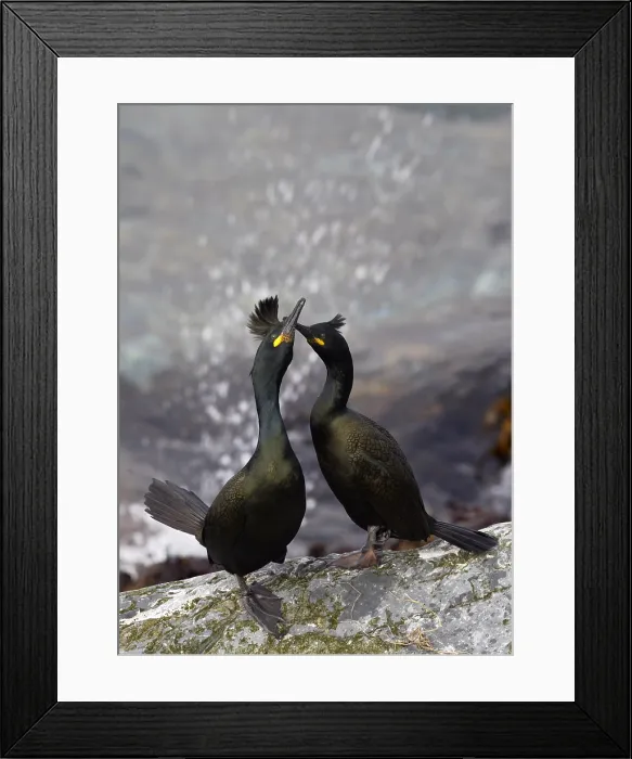 Framed Print : Kuifaalscholver, European Shag, Phalacrocorax aristotelis