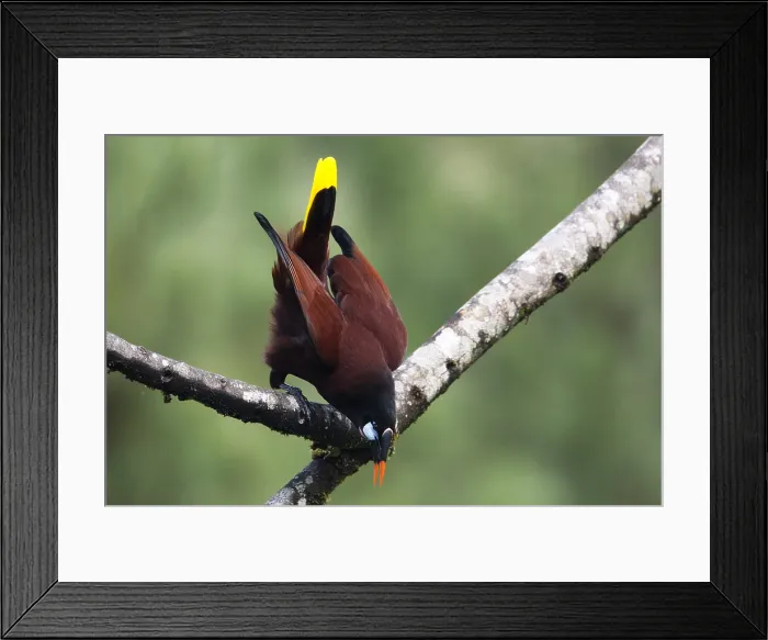 Framed Print : Montezumaoropendola, Montezuma Oropendola, Psarocolius montezuma Framed Print : Montezumaoropendola, Montezuma Oropendola, Psarocolius montezuma