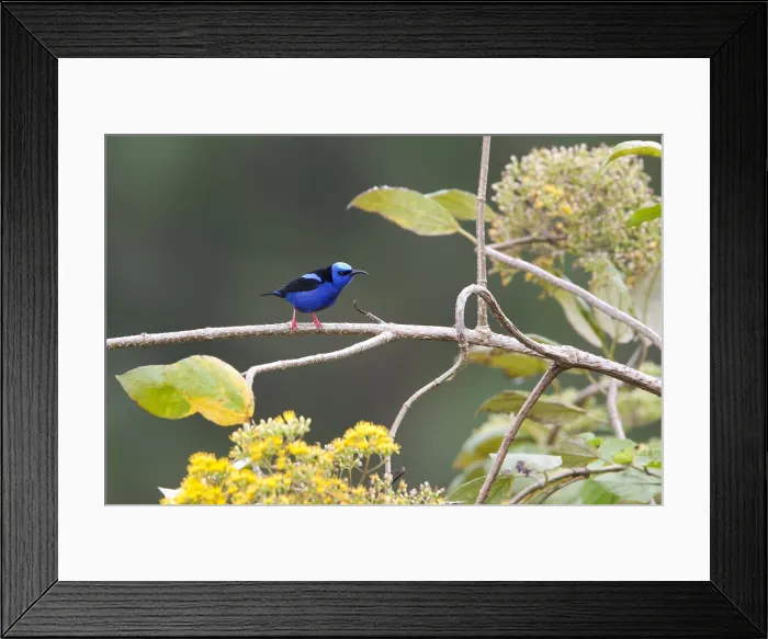 Framed Print : Blauwe Suikervogel, Red-legged Honeycreeper, Cyanerpes cyaneus