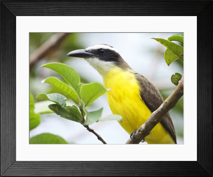 Framed Print : Bootsnaveltiran, Boat-billed Flycatcher, Megarynchus pitangua