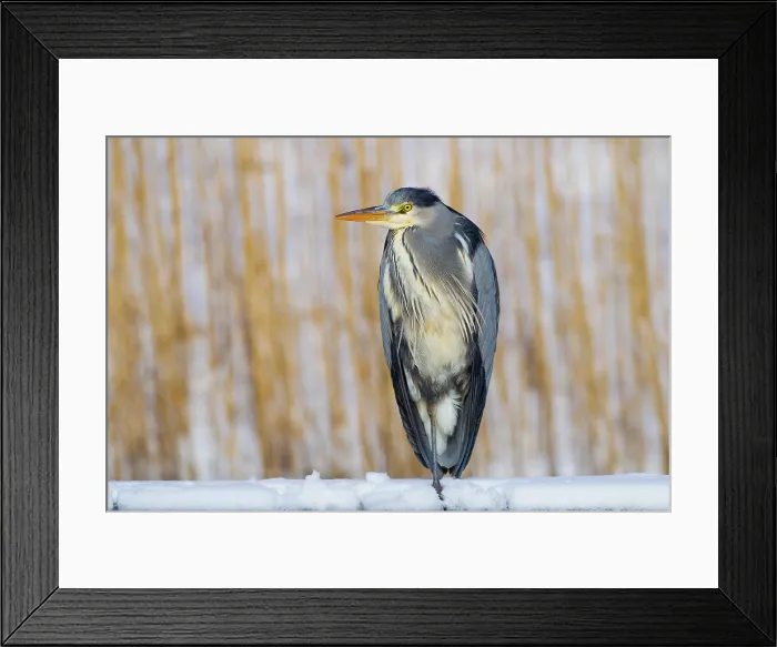 Framed Print : Grey Heron, Ardea cinerea