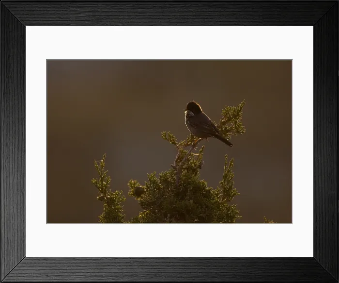 Framed Print : Cyprusgrasmus, Cyprus Warbler, Sylvia melanothorax