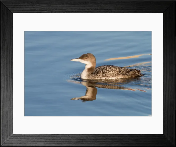 Framed Print : IJsduiker, Great Northern Diver, Gavia immer