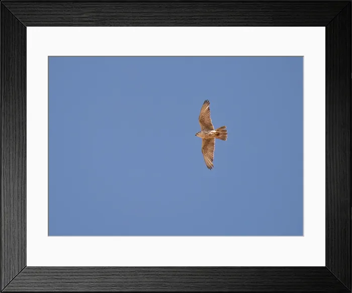Framed Print : Saker Falcon, Falco cherrug milvipes