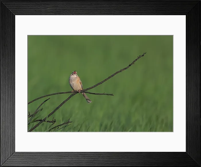 Framed Print : Rufous-backed Bunting or Jankowski's Bunting, Emberiza jankowskii