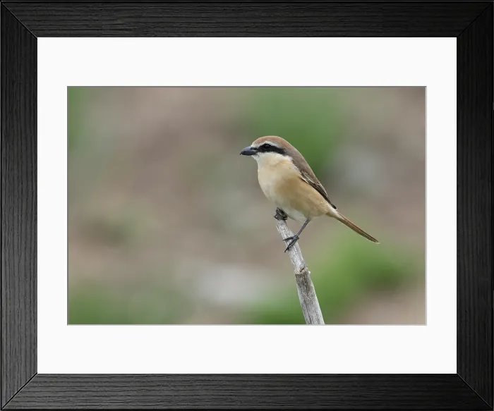Framed Print : Brown Shrike; Lanius cristatus