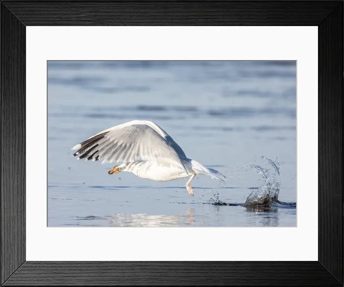 Framed Print : Zilvermeeuw, European Herring Gull, Larus Argentatus