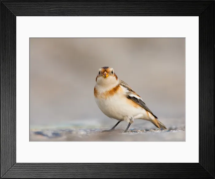 Framed Print : Sneeuwgors, Snow Bunting, Plectrophenax nivalis Framed Print : Sneeuwgors, Snow Bunting, Plectrophenax nivalis
