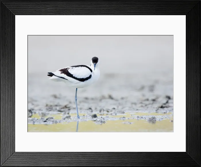 Framed Print : Kluut, Pied Avocet, Recurvirostra avosetta