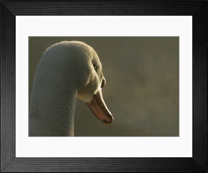 Framed Print : Mute Swan, Knobbelzwaan, Cygnus olor