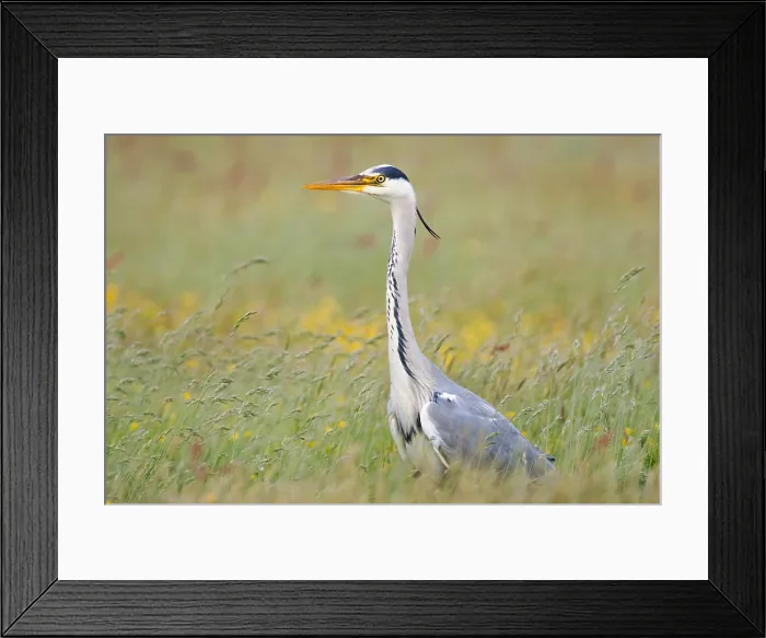 Framed Print : Blauwe Reiger, Grey Heron, Ardea cinerea