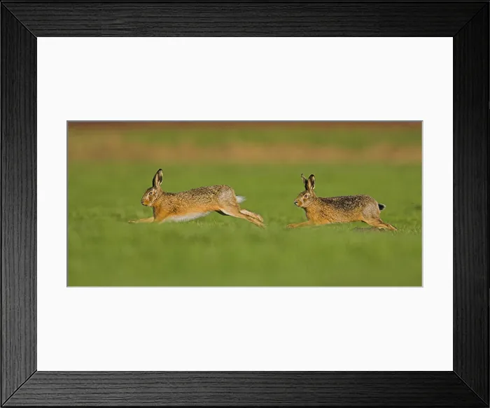 Framed Print : Europese Haas, European Hare, Lepus europaeus