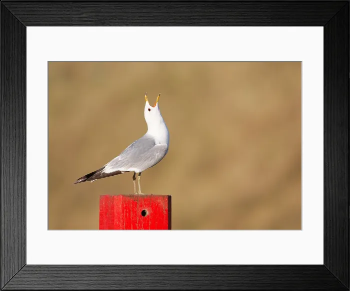 Framed Print : Stormmeeuw, Mew Gull, Larus canus