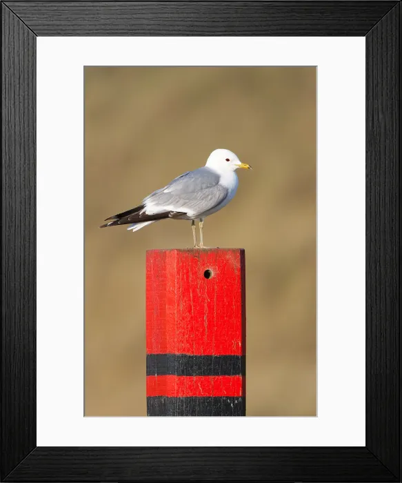 Framed Print : Stormmeeuw, Mew Gull, Larus canus