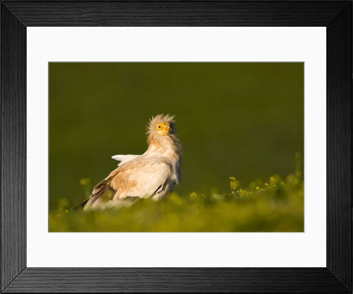 Framed Print : Aasgier, Eqyptian Vulture, Neophron percnopterus