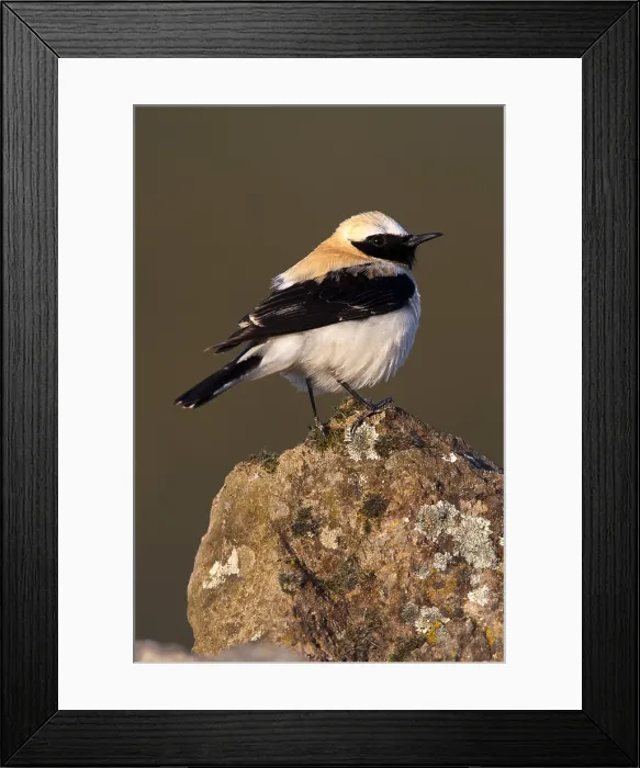 Framed Print : Westelijke Blonde Tapuit, Western Black-eared Wheatear, Oenanthe