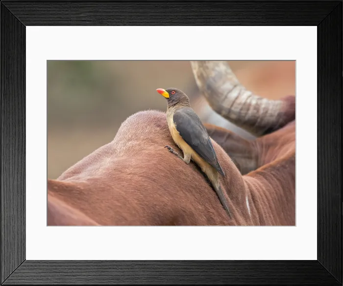 Framed Print : Yellow-billed Oxpecker, Buphagus africanus