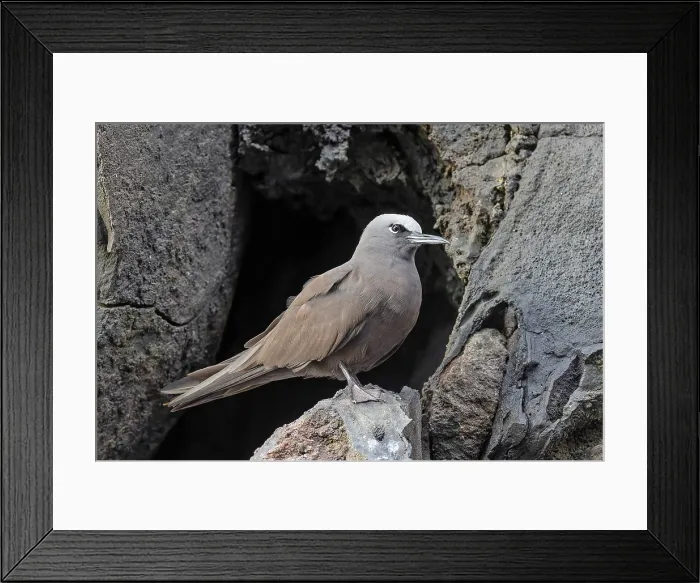 Framed Print : Galapagos Brown Noddy, Anous stolidus galapagensis