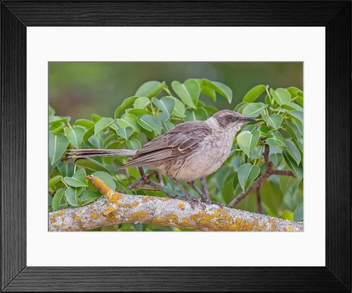 Framed Print : Galapagos Mockingbird, Mimus parvulus parvulus