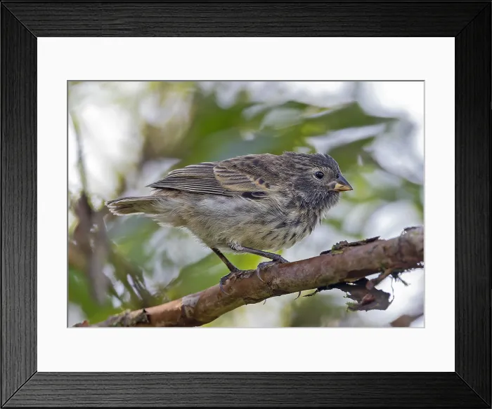 Framed Print : Small ground finch, Geospiza fuliginosa Framed Print : Small ground finch, Geospiza fuliginosa