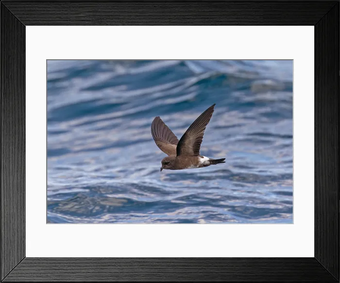 Framed Print : Elliot's storm petrel, Oceanites gracilis galapagoensis Framed Print : Elliot's storm petrel, Oceanites gracilis galapagoensis