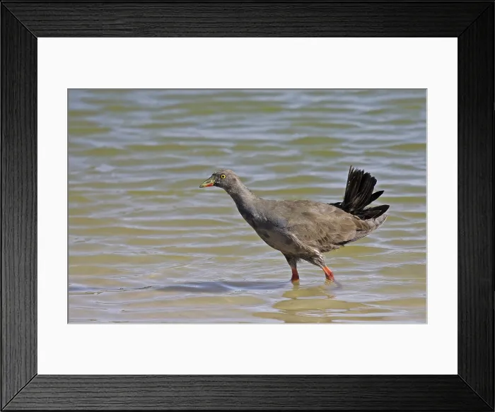 Framed Print : Black-tailed Nativehen, Tribonyx ventralis Framed Print : Black-tailed Nativehen, Tribonyx ventralis