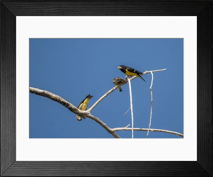 Framed Print : Spot-winged Grosbeak, Mycerobas melanozanthos Framed Print : Spot-winged Grosbeak, Mycerobas melanozanthos