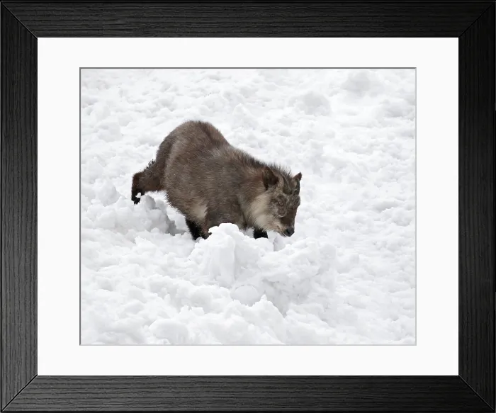 Framed Print : Japanese serow, Capricornis crispus