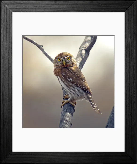 Framed Print : Cape Pygmy-Owl, Glaucidium gnoma